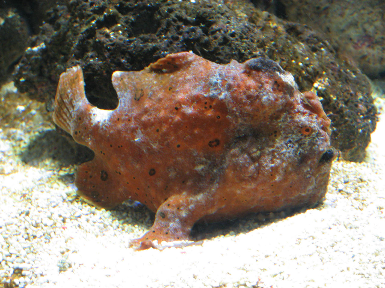 Antennarius commersoni (Pesce rana gigante)